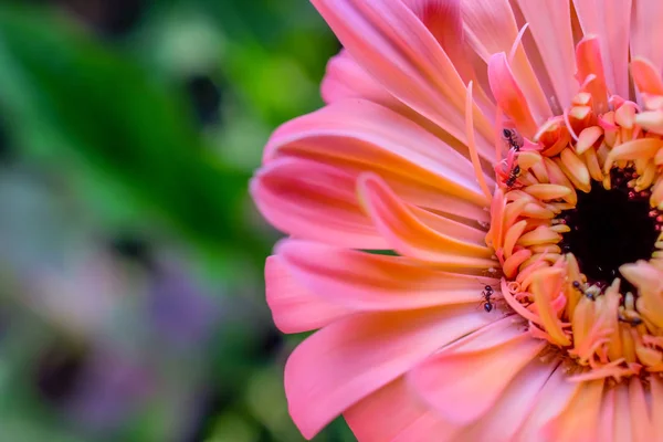 Gerbera Daisy Nahaufnahme Makrotextur — Stockfoto