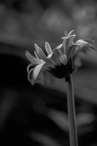 Gerbera margherita primo piano macro textur — Foto Stock