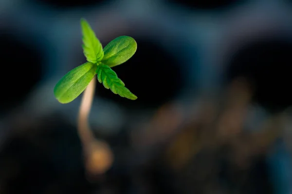 배경에서 대마초 indica 질감 — 스톡 사진