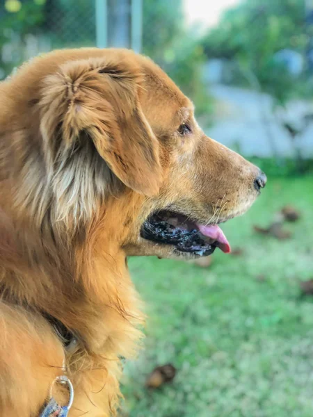 Golden retriever pies z tło zachód słońca . — Zdjęcie stockowe
