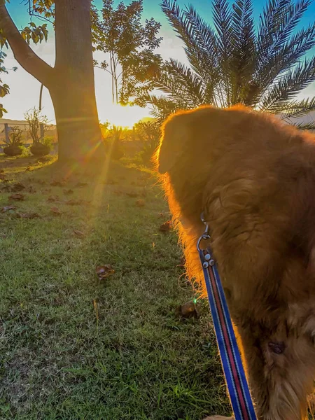 Golden retriever cão com fundo por do sol  . — Fotografia de Stock