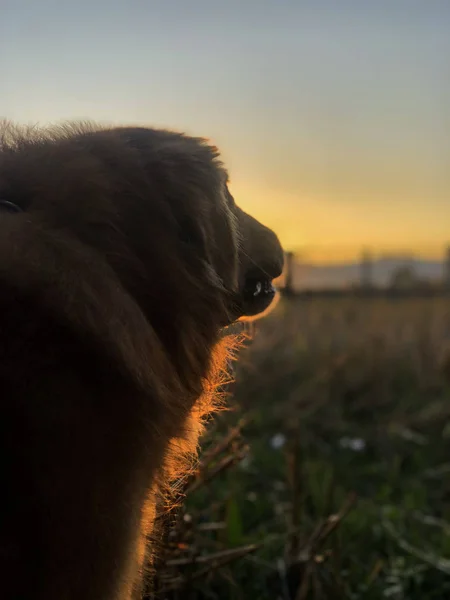 Gün batımı arka plan ile Golden retriever köpek . — Stok fotoğraf