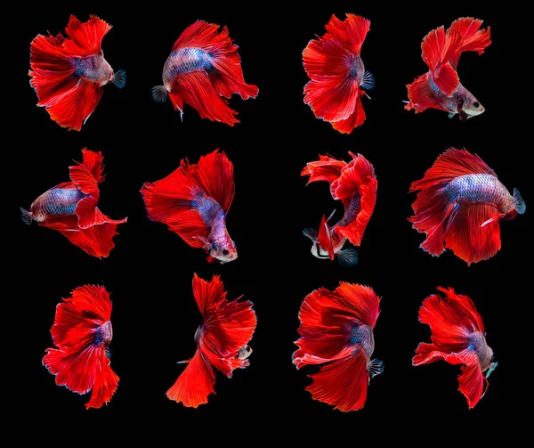 Rote Betta Halbmond kämpft gegen schöne Fische aus nächster Nähe . — Stockfoto