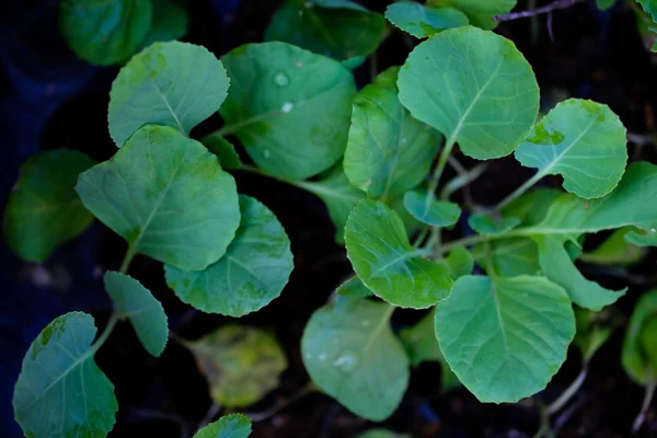 Vegetales de col rizada china sobre fondo blanco —  Fotos de Stock