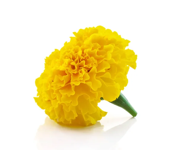 Kadife çiçeği çiçek güzel çiçek arka plan