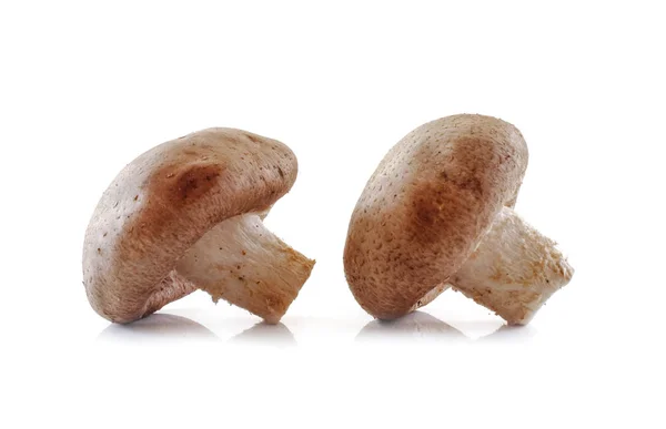 Shiitake gomba elszigetelt fehér alapon — Stock Fotó