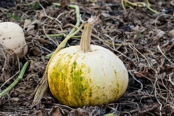 Ein kleiner Kürbis im Garten — Stockfoto