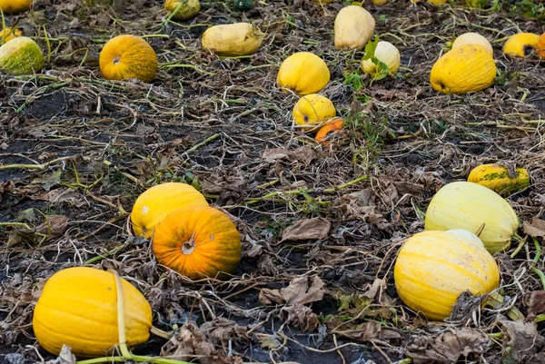 Herbsternte der Kürbisse — Stockfoto