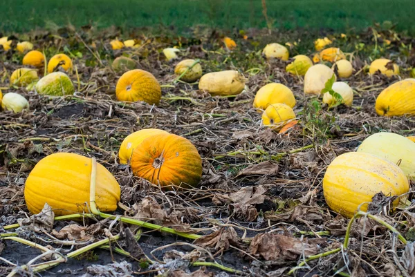 Reife Kürbisse im Garten — Stockfoto