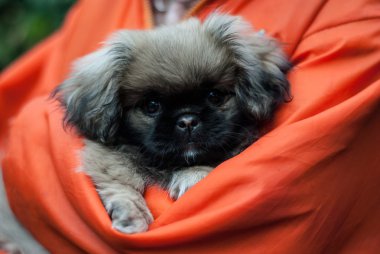 Küçük tüylü köpek yavrusu 