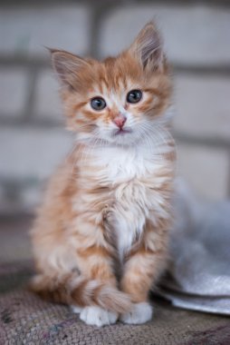 Oturan kırmızı tüylü yavru kedi