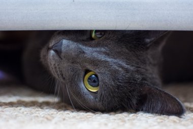 Grey beautiful cat  clipart