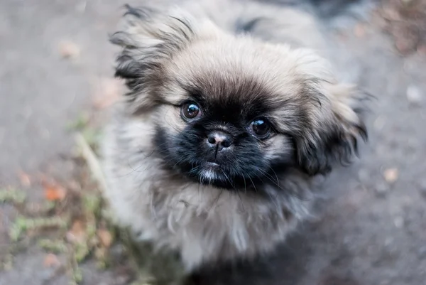 Hermoso lindo cachorro —  Fotos de Stock