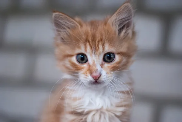 Zencefil yavru kedi arıyorum — Stok fotoğraf
