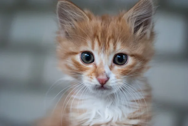 Gato de gengibre fofo bonito — Fotografia de Stock