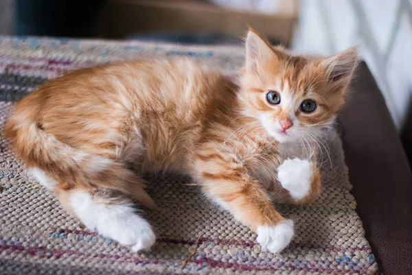 Güzel küçük zencefil yavru kedi — Stok fotoğraf