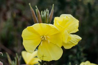 Yumuşak sarı çiçek