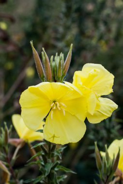 Sarı sonbahar çiçek 