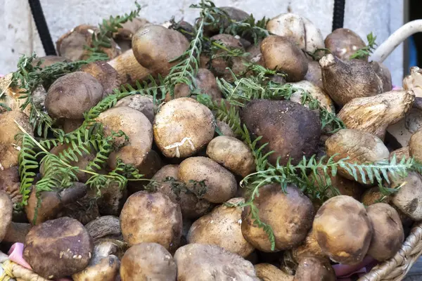 Halmkorgen Full Brun Svamp — Stockfoto