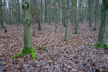 bir ormanda sonbahar yaprakları