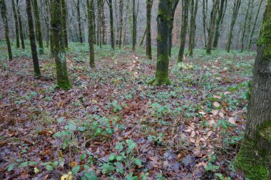 bir ormanda sonbahar yaprakları