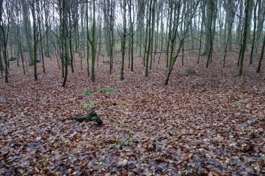 bir ormanda sonbahar yaprakları
