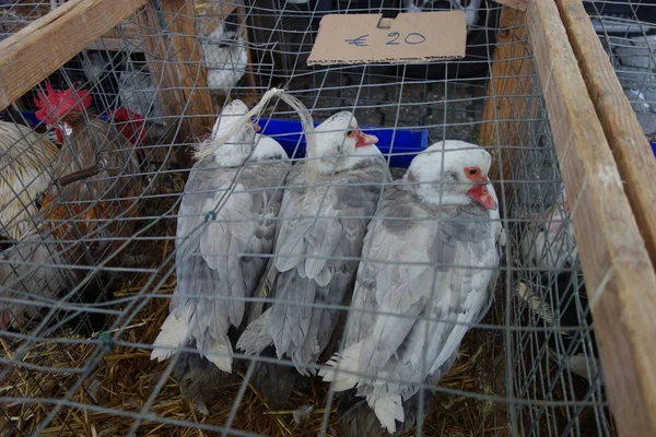 Poultry in cages for sale at market