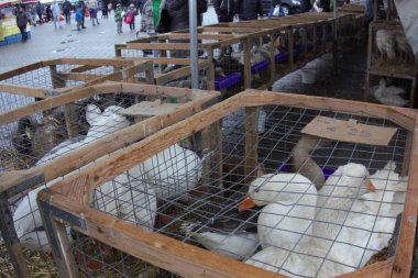 Piyasadaki kümes hayvanları. Beyaz kazlar satılık kafeslerde