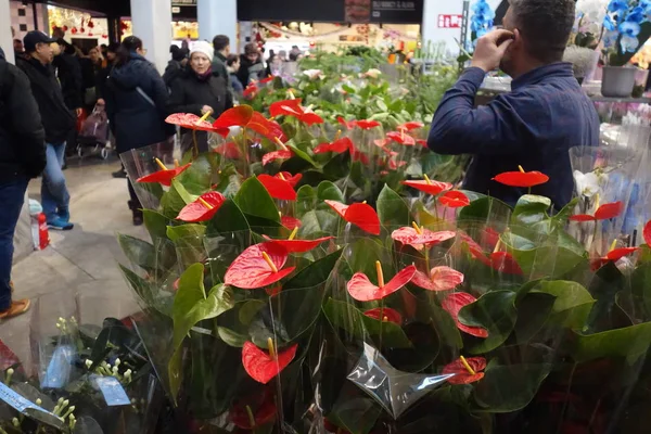 Brussells Bélgica Diciembre 2019 Venta Plantas Anthurium Mercado Flores —  Fotos de Stock
