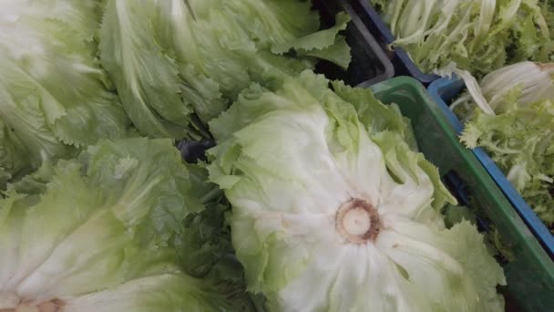Frisches Gemüse Marktstand Zum Verkauf Salat Und Endivien — Stockvideo