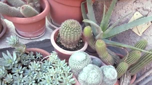 Cactus Otras Plantas Suculentas Recipientes — Vídeos de Stock