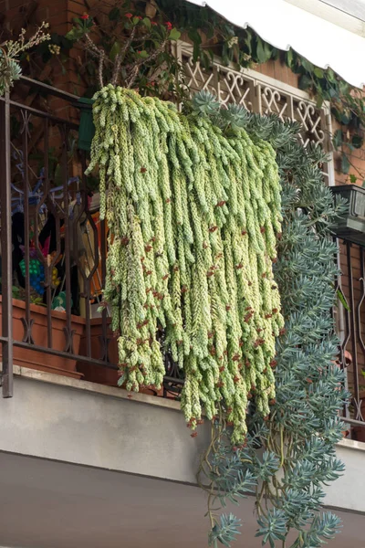 Luxuriant succulent plants hanging from a balcony