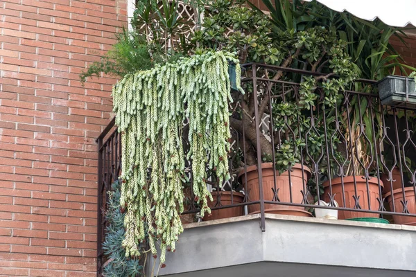 Luxuriant Succulent Plants Hanging Balcony — Stock Photo, Image