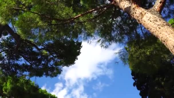 Hoge Pijnbomen Bekeken Vanaf Bodem Tegen Blauwe Lucht Een Zonnige — Stockvideo