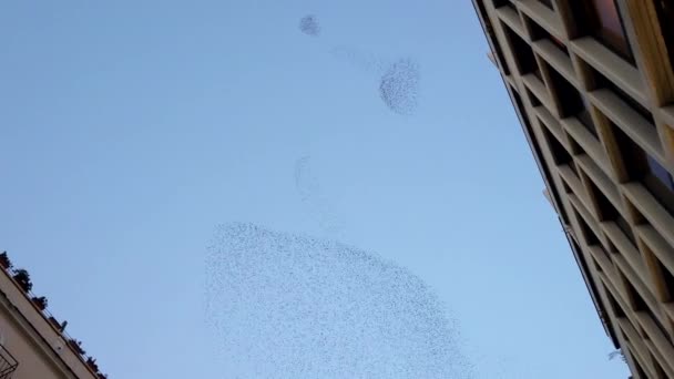 Ein Schwarm Vögel Fliegt Zwischen Gebäuden — Stockvideo