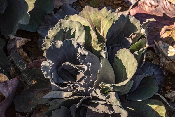 Fresh Cabbage Covered Leaves — Stock Photo, Image