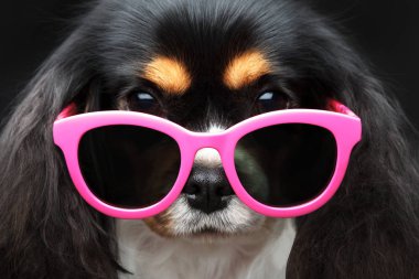 Küçük köpek güneş gözlüğü görünüyor