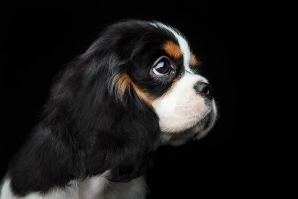 Küçük köpek görünüyor
