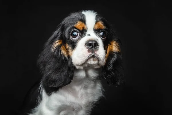 Küçük köpek görünüyor
