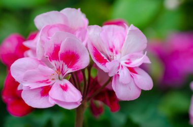 Garden Geranium Flowers kapanıyor. Beyaz ve pembe çiçekler.