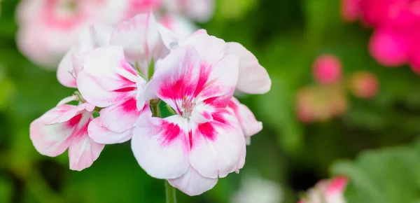 Zahradní Muškát Květiny Zavřít Bílé Růžové Květy — Stock fotografie