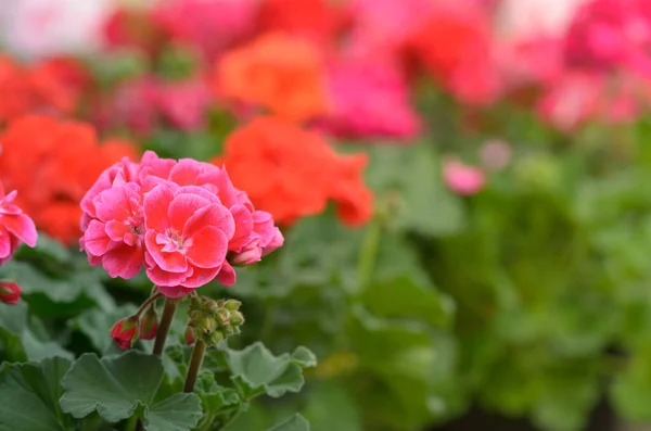 Garten Geranienblüten Aus Nächster Nähe Rosafarbene Blumen — Stockfoto