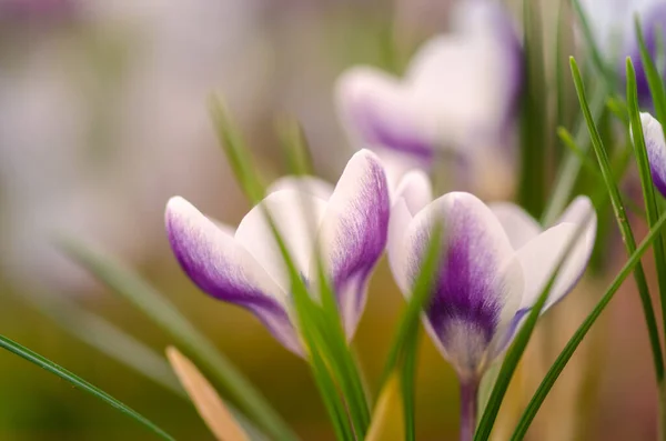 Crocuslar Sığ Alan Derinliğine Sahip Yakın Çekim Makrofotoğrafçılığı — Stok fotoğraf