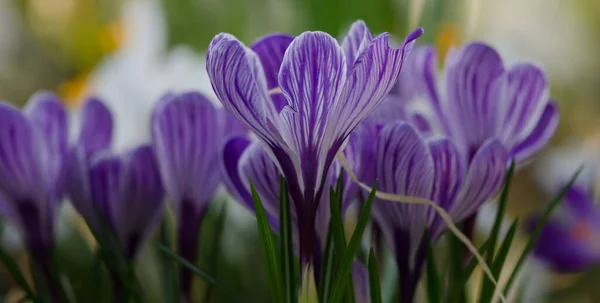 Violet Crocuses Serada Sığ Alan Derinliği Ile Fotoğrafçılığı Kapat — Stok fotoğraf