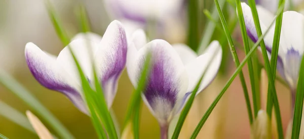 Krokusy Detailní Makrofotografie Mělkou Hloubkou Pole — Stock fotografie