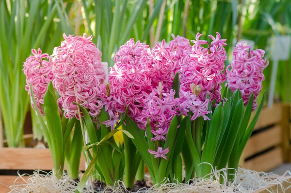 Pembe Sümbül Bahçe Sümbülü Hollanda Sümbülü — Stok fotoğraf