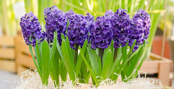 Hyacinth Delft Blue Floresceu Estufa — Fotografia de Stock