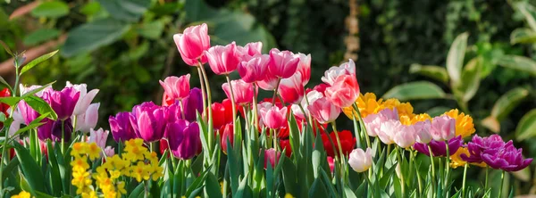 Tulipas Jardim Sol Primavera Estufa Para Design Banner — Fotografia de Stock