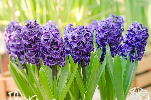 Hyacinth Delft Blue Floresceu Estufa — Fotografia de Stock