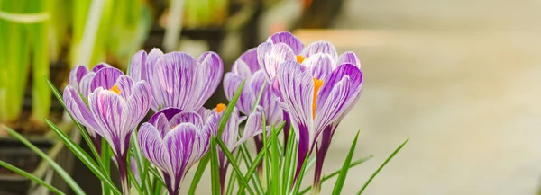 Spring Crocuses Photo Horisontal Banner Design — Stock fotografie